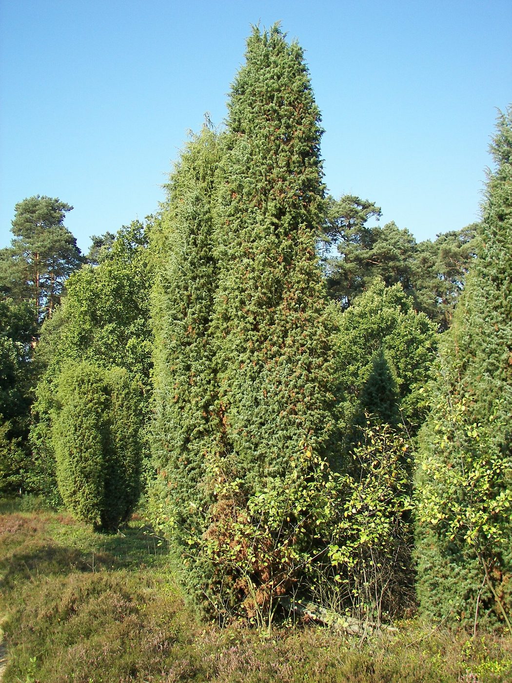 Lüneburger Heide (Archivfoto)