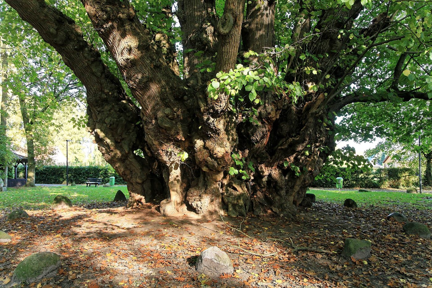 Nationalerbe-Baum (Archivfoto)
